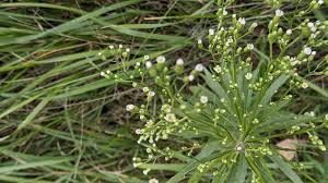 Attēlu rezultāti vaicājumam “Erigeron canadensis”