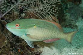 Image result for Sparisoma aurofrenatum