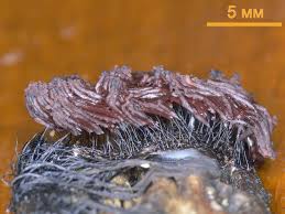 Attēlu rezultāti vaicājumam “Stemonitis pallida macro”