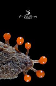 Attēlu rezultāti vaicājumam “Hemitrichia decipiens”