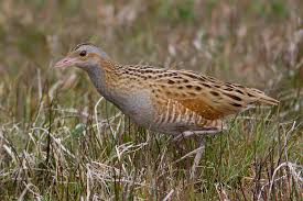 Attēlu rezultāti vaicājumam “Crex crex”