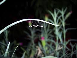 Attēlu rezultāti vaicājumam “Chrysopa eggs”