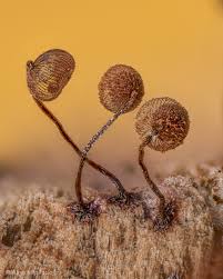 Attēlu rezultāti vaicājumam “Cribraria cancellata young”