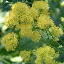 Attēlu rezultāti vaicājumam “Thalictrum flavum”