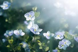 Attēlu rezultāti vaicājumam “Veronica filiformis flower”