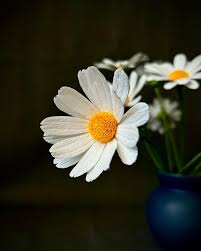 Attēlu rezultāti vaicājumam “Leucanthemum vulgare flower”
