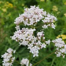 Image result for Valeriana officinalis