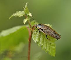 Attēlu rezultāti vaicājumam “Ectobius sylvestris”