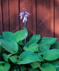 Attēlu rezultāti vaicājumam “Hosta sp. leaf”