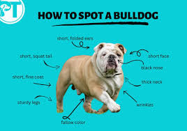 Image result for Bulldogs Power and strength
