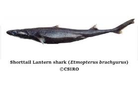 Image result for Scylliogaleus quecketti