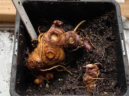 Attēlu rezultāti vaicājumam “Scopolia carniolica”