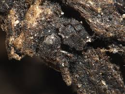 Attēlu rezultāti vaicājumam “Licea testudinacea macro”