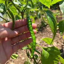 Afbeeldingsresultaat voor joe long cayenne hot pepper