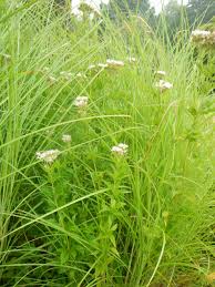 Image result for Eupatorium cannabinum