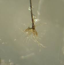 Attēlu rezultāti vaicājumam “Rhabdoweisia fugax sporophyte”