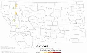 Attēlu rezultāti vaicājumam “Tritomaria exsectiformis”
