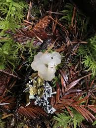 Attēlu rezultāti vaicājumam “Myxarium nucleatum”