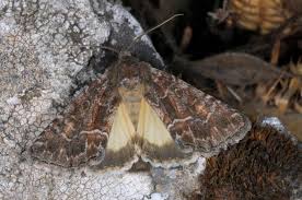 Attēlu rezultāti vaicājumam “Thalpophila matura”