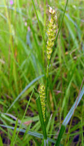 Attēlu rezultāti vaicājumam “Carex hirta female flower”