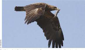 Attēlu rezultāti vaicājumam “Aquila pomarina adult”