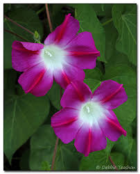 Image result for Ipomoea purpurea