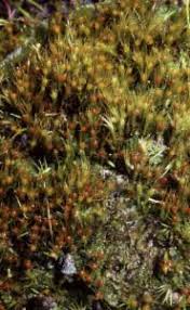 Attēlu rezultāti vaicājumam “Pleuridium subulatum”