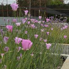 Attēlu rezultāti vaicājumam “Cribraria splendens”