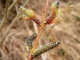 Attēlu rezultāti vaicājumam “Salix purpurea male flower”