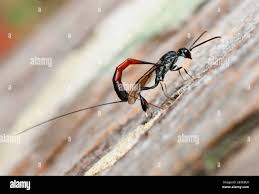 Attēlu rezultāti vaicājumam “Gasteruption jaculator”