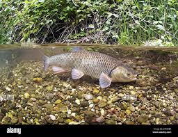 Image result for Squalius cephalus