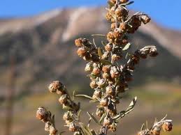Attēlu rezultāti vaicājumam “Artemisia absinthium flower”