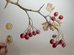 Attēlu rezultāti vaicājumam “Crataegus monogyna fruit”