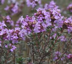 Image result for Thymus vulgaris