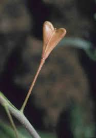 Attēlu rezultāti vaicājumam “Capsella bursa-pastoris bud”