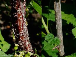 Attēlu rezultāti vaicājumam “Stemonitis pallida var. rubescens macro”