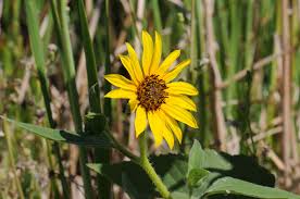 Image result for Helianthus annuus