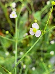Attēlu rezultāti vaicājumam “Alisma lanceolatum”