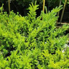 Attēlu rezultāti vaicājumam “Taxus”