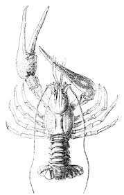 Attēlu rezultāti vaicājumam “Astacus leptodactylus”