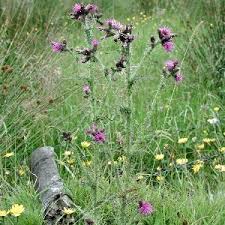 Attēlu rezultāti vaicājumam “Cirsium palustre”