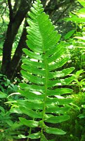 Attēlu rezultāti vaicājumam “Polypodium vulgare”