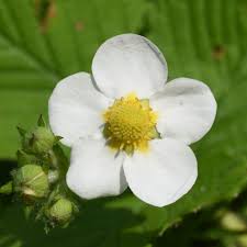 Attēlu rezultāti vaicājumam “Fragaria moschata”