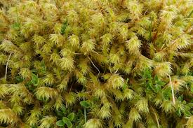 Attēlu rezultāti vaicājumam “Rhytidiadelphus triquetrus sporophyte”