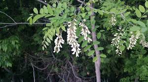 Attēlu rezultāti vaicājumam “Robinia pseudoacacia”