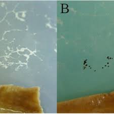 Attēlu rezultāti vaicājumam “Stemonitis flavogenita stalked”