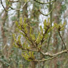 Attēlu rezultāti vaicājumam “Fraxinus excelsior bud”
