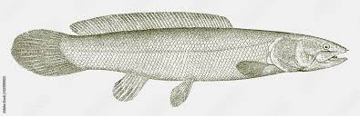 Image result for Amia calva