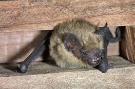 Attēlu rezultāti vaicājumam “Eptesicus serotinus”