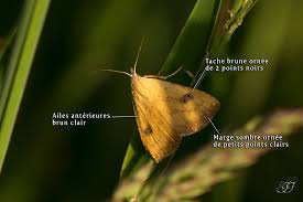 Attēlu rezultāti vaicājumam “Rivula sericealis”